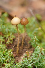 Psilocybe alutacea