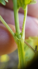 Erythranthe arvensis