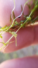 Callitriche fassettii