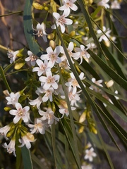 Myoporum platycarpum platycarpum