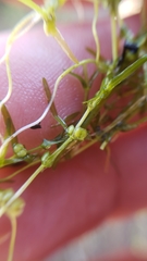 Callitriche fassettii