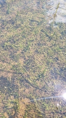 Callitriche fassettii