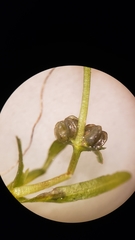 Callitriche fassettii