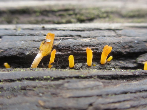 Dacrymyces spathularia