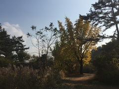Angiospermae