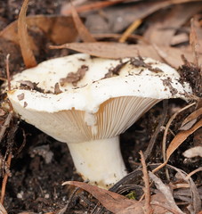 Russula erumpens