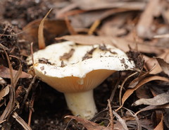 Russula erumpens
