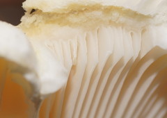 Russula erumpens