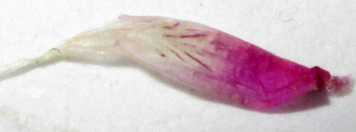 Dicliptera paniculata image