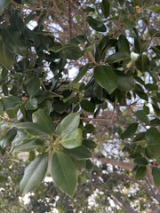 Ficus microcarpa