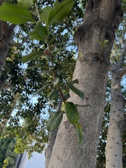 Ficus microcarpa