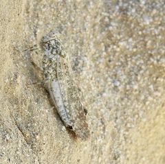 Tytthotyle maculata