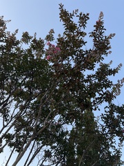 Lagerstroemia
