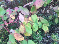 Angiospermae