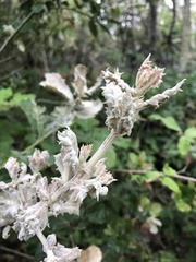 Cystotheca lanestris