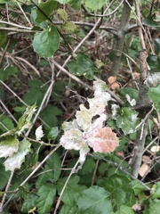 Cystotheca lanestris