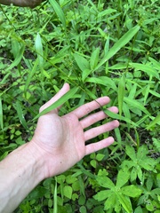 Dichanthelium yadkinense