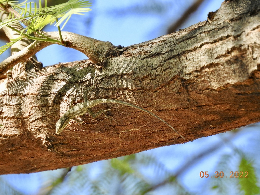 Western Brush Lizard