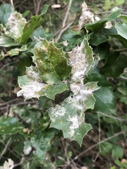 Cystotheca lanestris