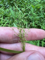 Dichanthelium yadkinense