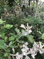 Cystotheca lanestris