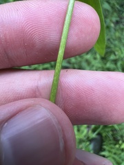Dichanthelium yadkinense
