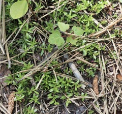 Pyxidanthera barbulata