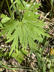 Aconitum delphiniifolium