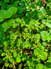 Chrysosplenium glechomifolium