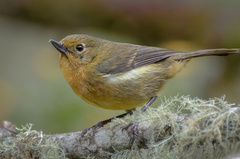 Diglossa albilatera