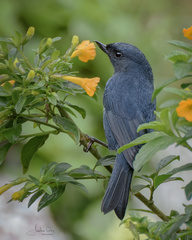 Diglossa albilatera