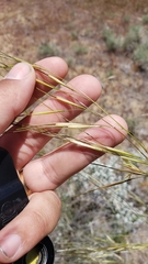 Hesperostipa comata