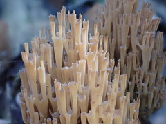 Artomyces austropiperatus