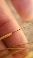 Hesperostipa comata