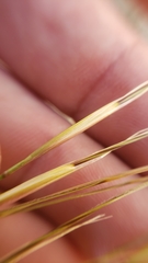 Hesperostipa comata