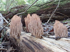 Artomyces austropiperatus