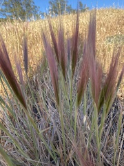 Elymus multisetus