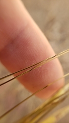 Hesperostipa comata