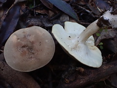 Leucopaxillus eucalyptorum