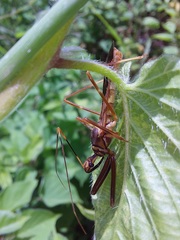 Isocondylus elongatus