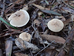 Leucopaxillus eucalyptorum