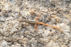 Ophisops leschenaultii