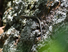 Plestiodon anthracinus