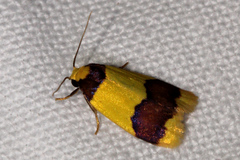 Heterallactis microchrysa