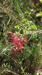 Grevillea bipinnatifida