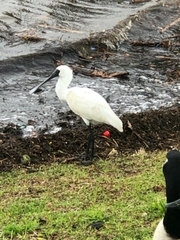 Platalea regia