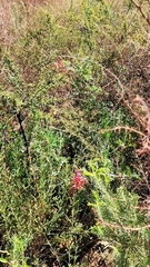 Grevillea bipinnatifida