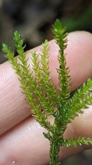 Thamnobryum neckeroides