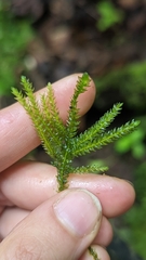 Thamnobryum neckeroides