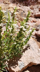 Penstemon deustus deustus